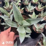 Agave Mangave Bloodline - Image 2