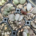 Adromischus Green Frosted Pork Liver - Image 2