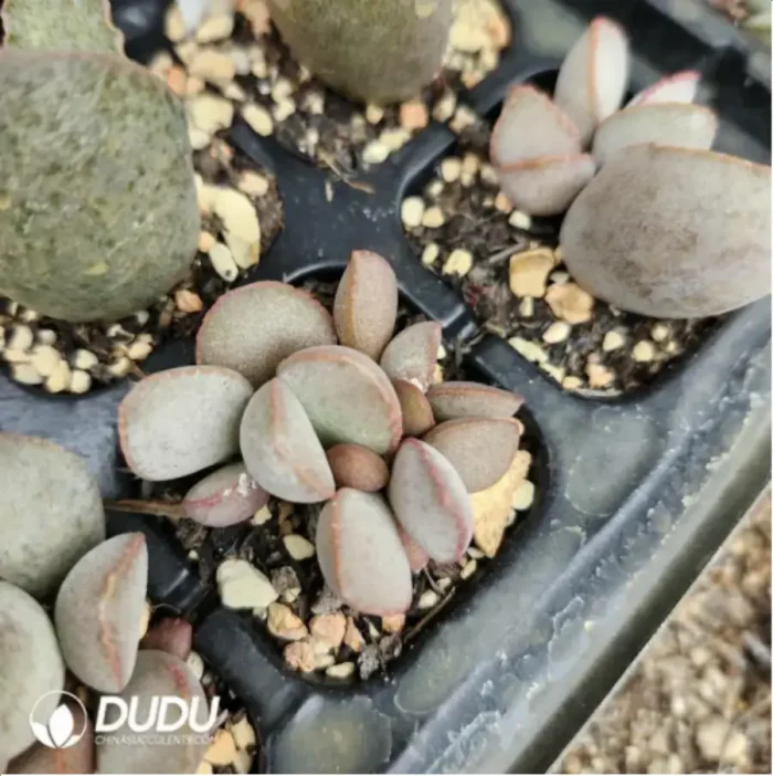 Adromischus Fendai - Image 2