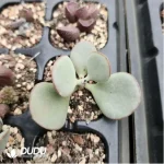 Adromischus White Alligator - Image 2