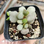 Adromischus Rooted No.8 - Image 2