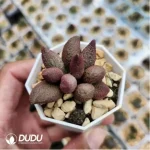 Adromischus Marianae Green - Image 2