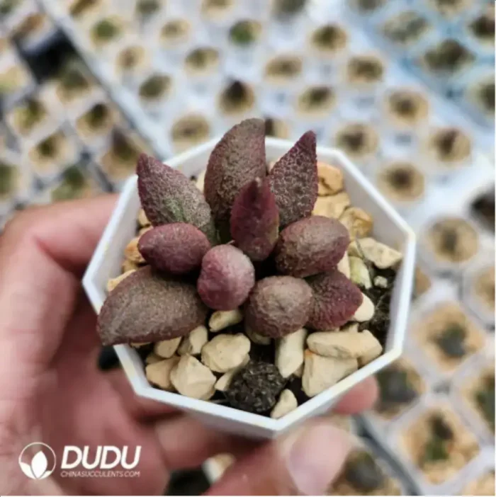 Adromischus Marianae Green - Image 2