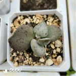Adromischus Abdomen - Image 2