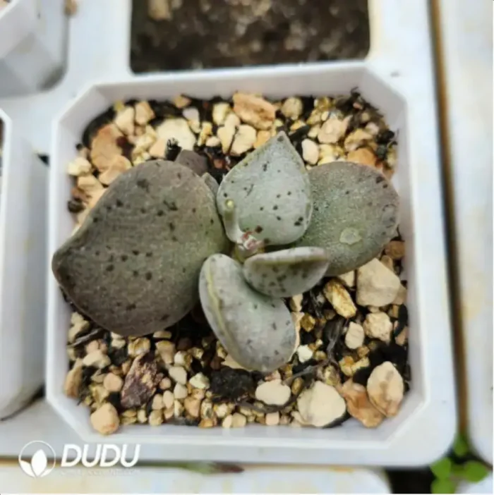 Adromischus Abdomen - Image 2