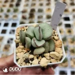 Adromischus Silver Wave Pink Egg - Image 2