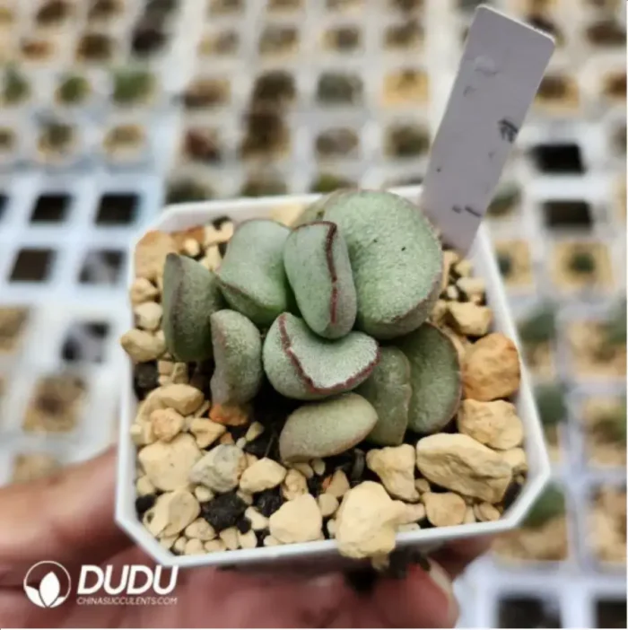 Adromischus Silver Wave Pink Egg - Image 2