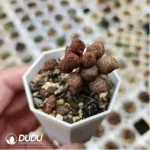 Adromischus Frosted Egg - Image 2