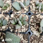Adromischus Lychee Peel - Image 2