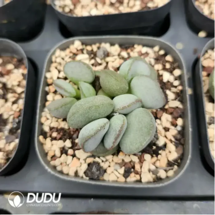 Adromischus rose Egg - Image 2