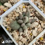 Adromischus 98 Eggs - Image 2