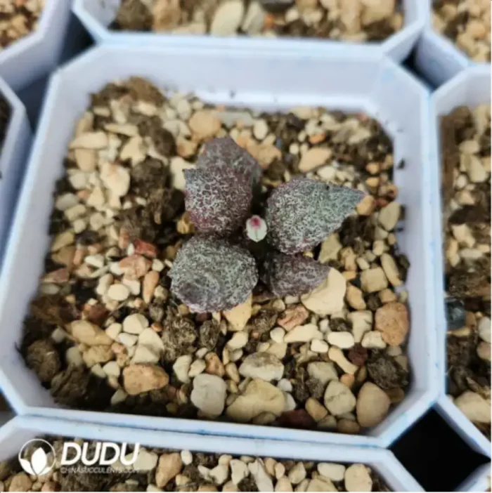 Adromischus  Zhu Za - Image 2