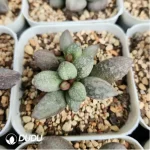 Adromischus Fake Pork Liver - Image 2