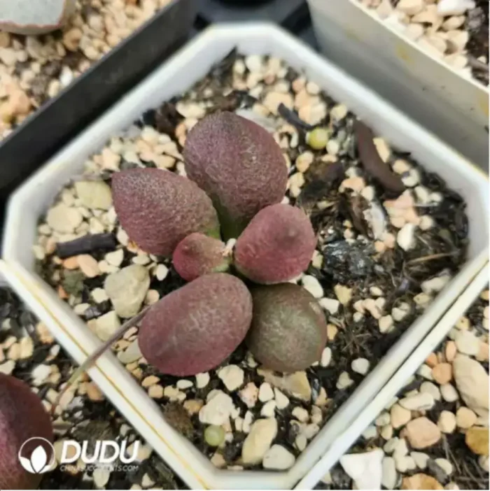 Adromischus Dusk - Image 2