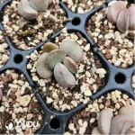 Adromischus Abdomen - Image 2