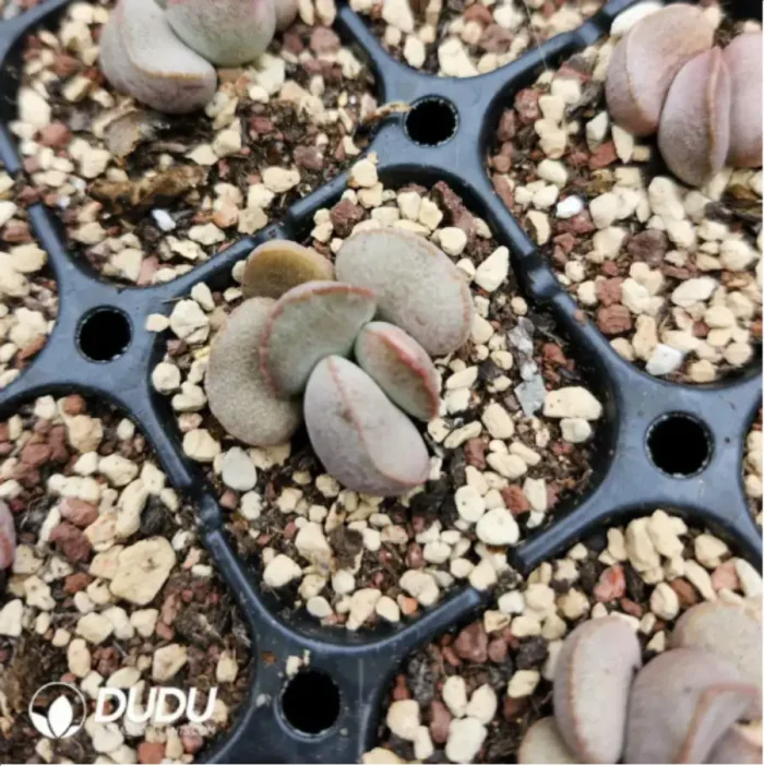 Adromischus Abdomen - Image 2