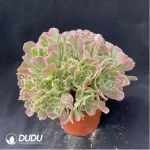 Aeonium Qingmeng Clustering - Image 2