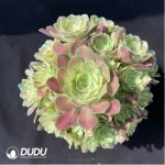 Aeonium Qingcheng Clustering - Image 2