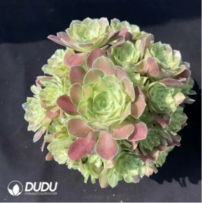 Aeonium Qingcheng Clustering - Image 2