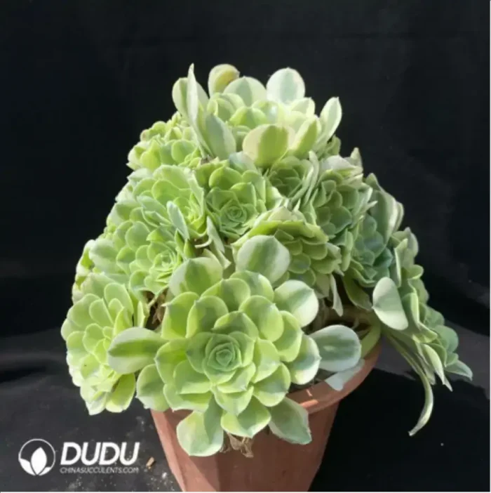 Aeonium Prime of youth Clustering - Image 2