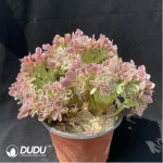 Aeonium Green Bean Paste Clustering - Image 2