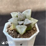 Haworthia Truncata × Retusa - Image 2