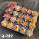 AC Red Series Combination 8 - Image 2