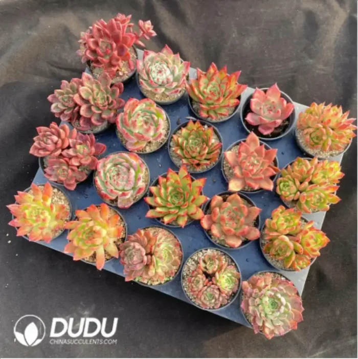 AC Red Series Combination 8 - Image 2