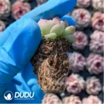 105Pcs/Tray Echeveria Velvet Seedlings(Mix & Match 5+) - Image 2