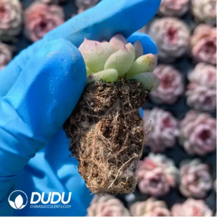 105Pcs/Tray Echeveria Velvet Seedlings(Mix & Match 5+) - Image 2