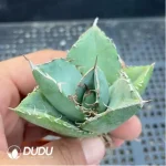 Agave Devil - Image 2