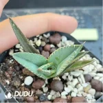 Agave Kirby - Image 2