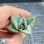 Agave Green Ghost - Image 2