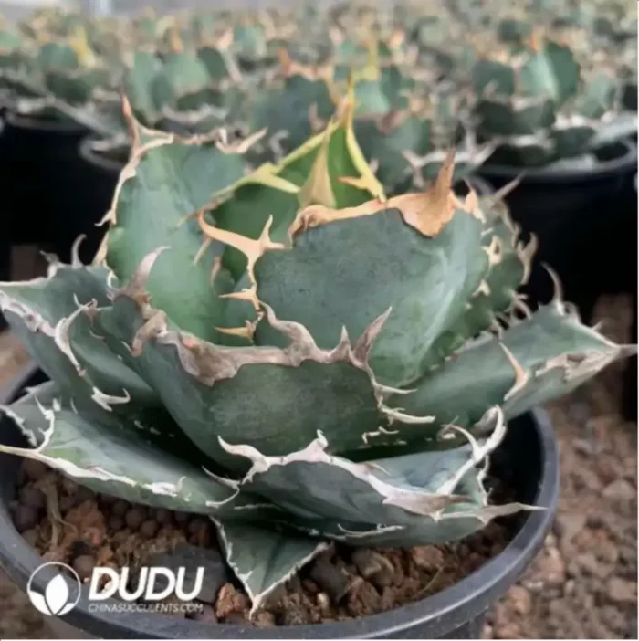 Agave Ji Ren - Image 2