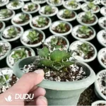 Agave Titanota Gentry White - Image 2