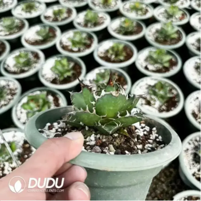 Agave Titanota Gentry White - Image 2