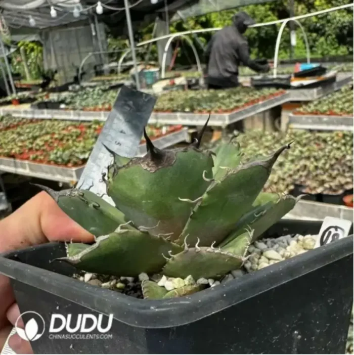 Agave Horrida Dwarf - Image 2