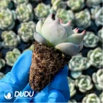105Pcs/Tray Echeveria Picachu Seedlings(Mix & Match 5+) - Image 2