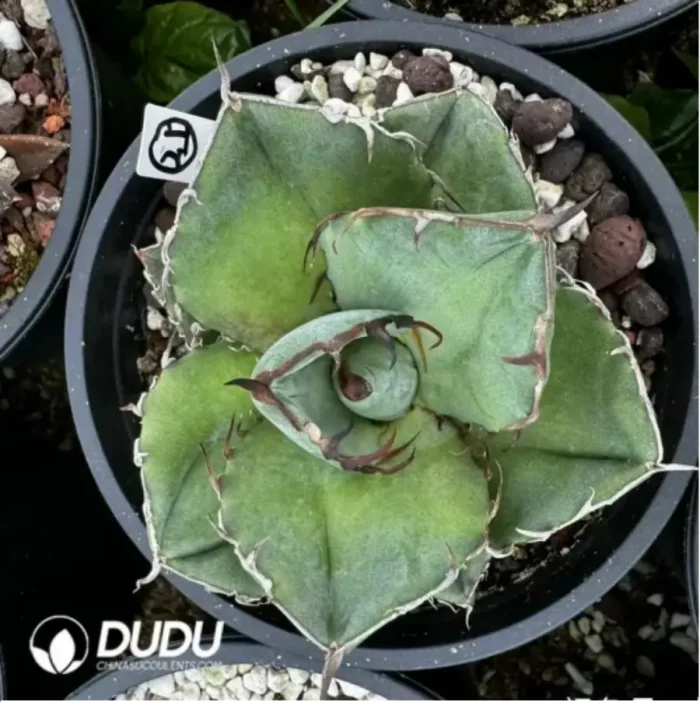 Agave Titanota Black Panther - Image 2