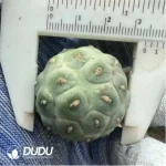 Cactus-Tephro geometricus - Image 2