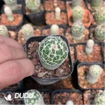 Cactus-Tephro geometricus - Image 2