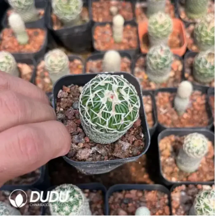 Cactus-Tephro geometricus - Image 2