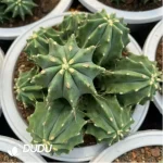 Cactus-Fero glaucescens Clustering - Image 2