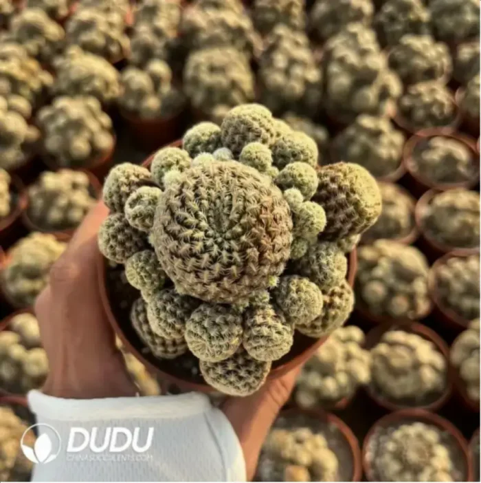 Cactus-Cereus Gymnocalycium Ruby Clustering - Image 2