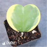 Anacardiaceae-Operculicarya Pachypus - Image 2