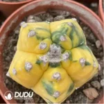Cactus-Astrophytum myriostigma var. nudum - Image 2