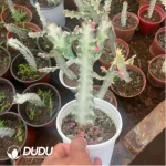 Euphorbia-trigona - Image 2