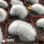 Cactus-Mammillaria baumii Cristata - Image 2