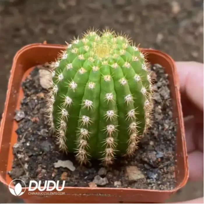 Cactus-Mammillaria baumii Cristata - Image 2