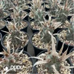 Cactus-Astrophytum myriostigma var. nudum - Image 2